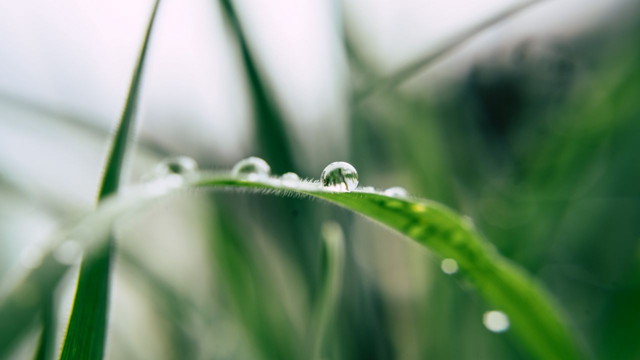 Wallpaper grass, drop, macro, blur, green