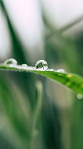 Preview wallpaper grass, drop, macro, blur, green