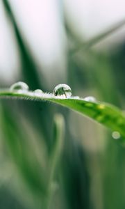 Preview wallpaper grass, drop, macro, blur, green