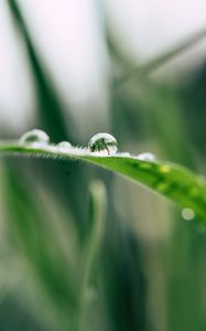 Preview wallpaper grass, drop, macro, blur, green