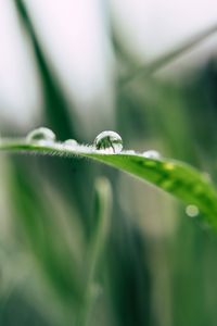 Preview wallpaper grass, drop, macro, blur, green