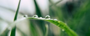 Preview wallpaper grass, drop, macro, blur, green