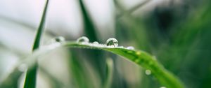 Preview wallpaper grass, drop, macro, blur, green