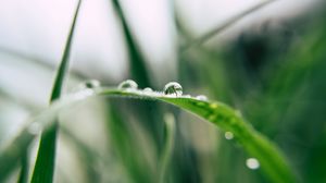 Preview wallpaper grass, drop, macro, blur, green