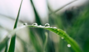 Preview wallpaper grass, drop, macro, blur, green