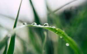 Preview wallpaper grass, drop, macro, blur, green