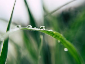 Preview wallpaper grass, drop, macro, blur, green