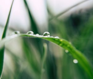 Preview wallpaper grass, drop, macro, blur, green