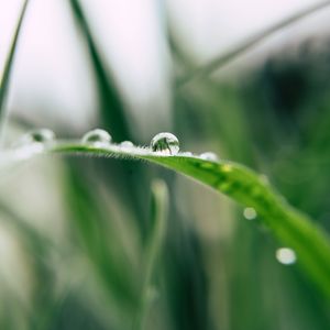 Preview wallpaper grass, drop, macro, blur, green