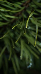 Preview wallpaper grass, drop, macro, blur