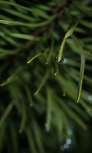 Preview wallpaper grass, drop, macro, blur