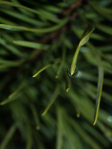 Preview wallpaper grass, drop, macro, blur