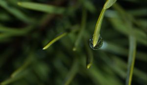 Preview wallpaper grass, drop, macro, blur