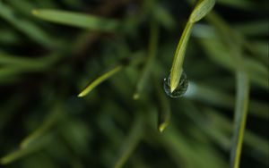 Preview wallpaper grass, drop, macro, blur