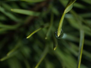 Preview wallpaper grass, drop, macro, blur