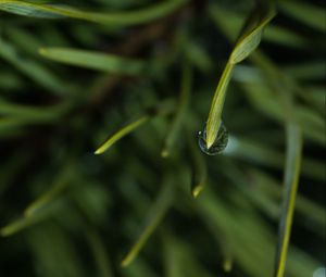 Preview wallpaper grass, drop, macro, blur