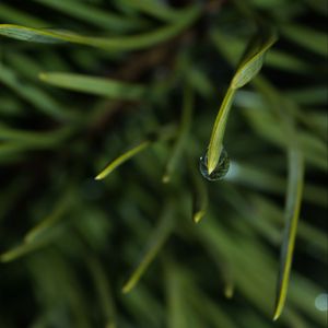 Preview wallpaper grass, drop, macro, blur