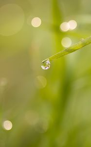 Preview wallpaper grass, drop, macro, blur, bokeh, green