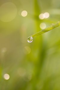 Preview wallpaper grass, drop, macro, blur, bokeh, green