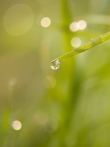 Preview wallpaper grass, drop, macro, blur, bokeh, green