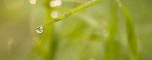 Preview wallpaper grass, drop, macro, blur, bokeh, green