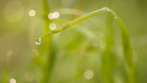 Preview wallpaper grass, drop, macro, blur, bokeh, green