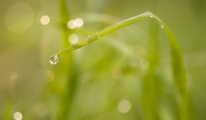 Preview wallpaper grass, drop, macro, blur, bokeh, green