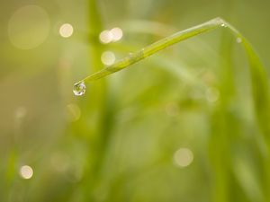 Preview wallpaper grass, drop, macro, blur, bokeh, green