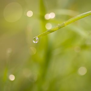 Preview wallpaper grass, drop, macro, blur, bokeh, green