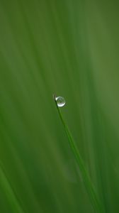 Preview wallpaper grass, drop, plant, macro, green