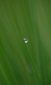 Preview wallpaper grass, drop, plant, macro, green