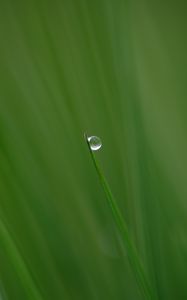 Preview wallpaper grass, drop, plant, macro, green