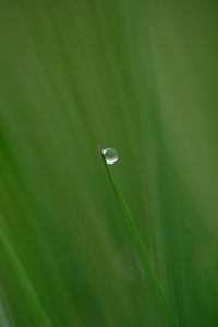 Preview wallpaper grass, drop, plant, macro, green