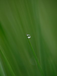 Preview wallpaper grass, drop, plant, macro, green