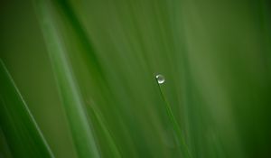 Preview wallpaper grass, drop, plant, macro, green
