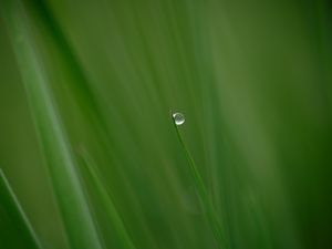 Preview wallpaper grass, drop, plant, macro, green