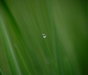 Preview wallpaper grass, drop, plant, macro, green