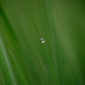 Preview wallpaper grass, drop, plant, macro, green