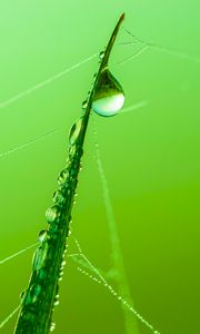 Preview wallpaper grass, drop, water, web, macro, green