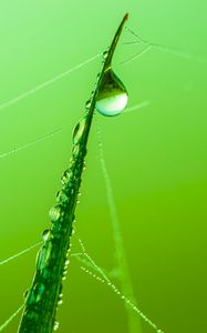 Preview wallpaper grass, drop, water, web, macro, green