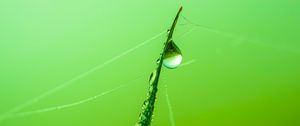 Preview wallpaper grass, drop, water, web, macro, green