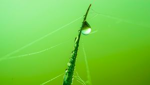 Preview wallpaper grass, drop, water, web, macro, green