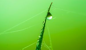 Preview wallpaper grass, drop, water, web, macro, green