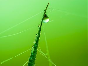 Preview wallpaper grass, drop, water, web, macro, green