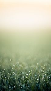 Preview wallpaper grass, drops, background, fog, shadows