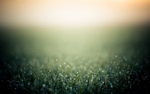 Preview wallpaper grass, drops, background, fog, shadows