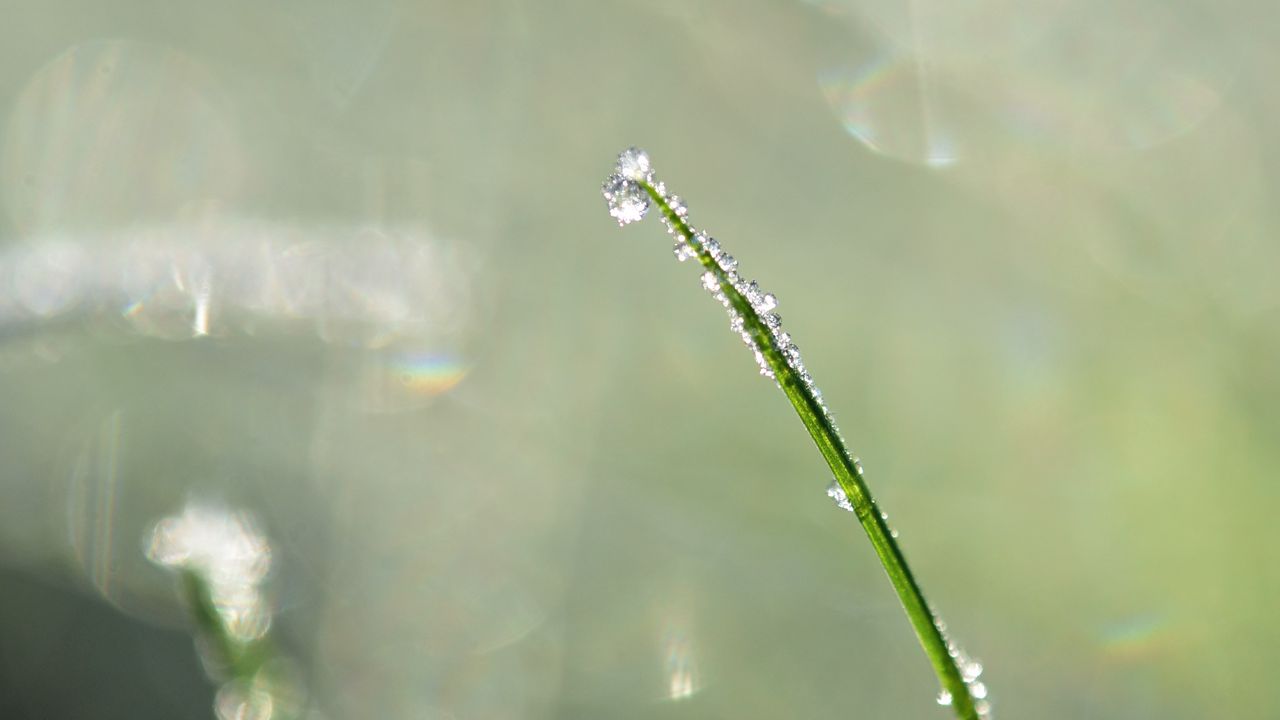 Wallpaper grass, drops, blur, bokeh, macro