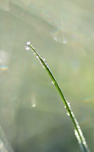 Preview wallpaper grass, drops, blur, bokeh, macro