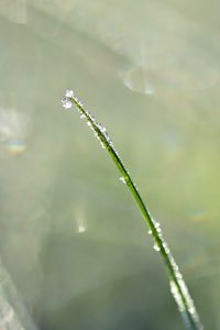 Preview wallpaper grass, drops, blur, bokeh, macro