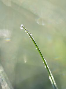 Preview wallpaper grass, drops, blur, bokeh, macro